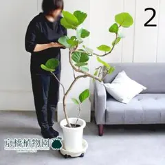 現品】シーグレープ/ハマベブドウ 曲がり 8号 白鉢（1） - メルカリ