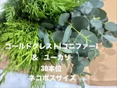 ユーカリ グニー フレッシュ 30本位 ネコポスサイズ 長さ 20~30cm