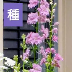 花の種　ラークスパー アールグレイ　一年草のサムネイル