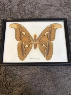 2026年最新】ヨナグニサン 標本の人気アイテム - メルカリ