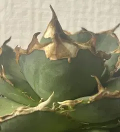 アガベ　オアハカのサムネイル