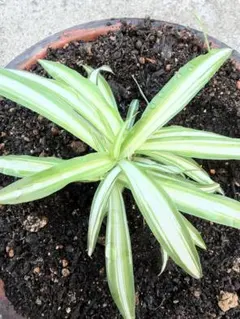 オリヅルラン　1株　 斑入り 　観葉植物 　鉢植え　水耕栽培可能のサムネイル