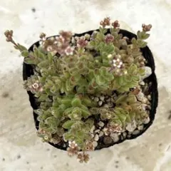 エルネスティ　抜き苗　多肉植物　クラッスラのサムネイル