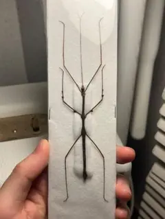 トゲトゲナナフシの一種 バッタ 標本 直翅類 カマキリマンティス