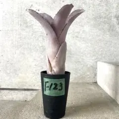 エクメア ムルフォーディ マルバ | アナナス ブロメリア タンク植物|サボテン エクメア ムルフォーディ マルバ | アナナス ブロメリア タンク植物