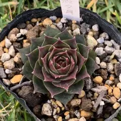 HiroKey様 リクエスト 2点 まとめ商品