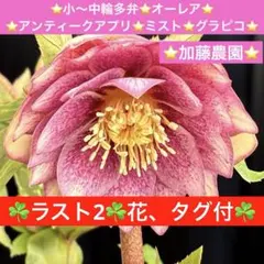 3426☘️ラスト2☘️花、タグ付☘️小中輪多弁⭐️オーレア⭐️アンティークアプリ⭐️ミスト