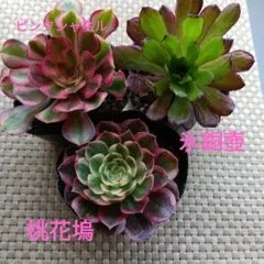 Mariri様 リクエスト 2点 まとめ商品