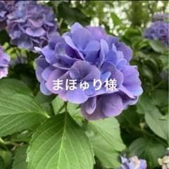 まほゅり様