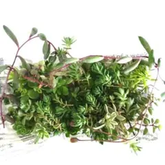 寄せ植え　ルビーネックレス、セダム、ブローメアナ、笹姫、パリダム等　カット苗