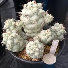 M*X様 マクドガリー 群生 実生 鉢植え メルカリ便送料込み M*X様 マクドガリー 群生 実生 鉢植え メルカリ便送料込み 2025年最新