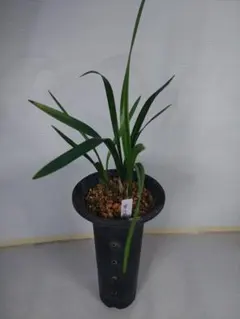 マコリン様 リクエスト 2点 まとめ商品