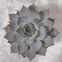多肉植物 楚々 めでるさん苗② - メルカリ