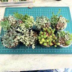 パんダのばぁば様 リクエスト 2点 まとめ商品