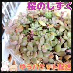 まるこ様 リクエスト 2点 まとめ商品