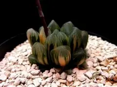 2915 いくら錦 多肉植物 ハオルチア アロエのサムネイル