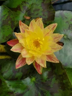 もりぞー様 リクエスト 2点 まとめ商品