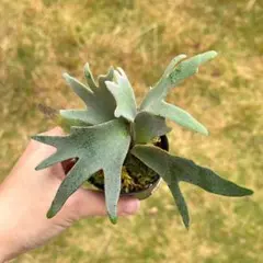 2025年最新】bacteria ビカクシダの人気アイテム - メルカリ