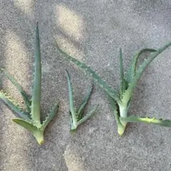 キダチアロエ 抜き苗 5株セット 多肉植物 無農薬 アロエ - メルカリ