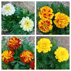 エリエリ様 リクエスト 3点 まとめ商品