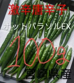 宮崎県産《新鮮》青唐辛子【ホットパラソルEX】(激辛)100g＋30g増量中のサムネイル