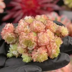 なづな様 リクエスト 3点 まとめ商品