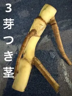 M*m様 斑入りモンステラ ボルシギアナ ホワイトタイガー （カット茎）3芽つきのサムネイル