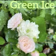ミニバラ　花と新芽付き　挿し木苗　グリーンアイス　16cm 四季咲き　ネコポス