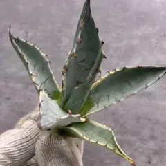 2025年最新】アガベオバティフォリアの人気アイテム - メルカリ