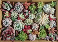 417 多肉植物カット苗セット　寄せ植えに♪