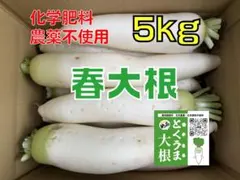 けん様専用☆辛味大根『おいばね』3Lサイズ5kg - メルカリ