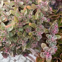 セダム トリカラー 抜き苗 15本＋おまけ先祖返り緑葉10本 多肉植物