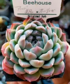 2026年最新】ホーリンゼの人気アイテム - メルカリ