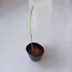 ナツメヤシ（デーツ）の苗　ピアロム種　発芽済みのサムネイル