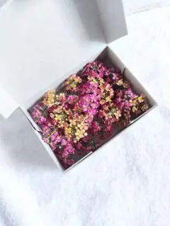 ドライフラワー アリッサム 花材 290