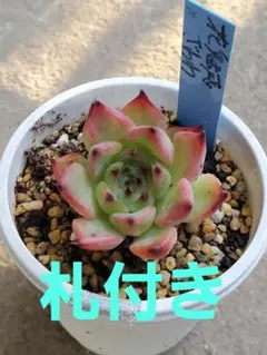 2025年最新】札付きエケベリアの人気アイテム - メルカリ