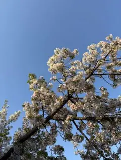 aipan 様専用ページ