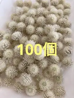 千日紅　ドライフラワー　花材　ホワイト　白