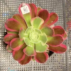 96#観葉植物アエオニウム錦❤️リバーストーン❤️1大頭1小頭2子芽13cm 拔き苗 96#観葉植物アエオニウム錦❤️リバーストーン❤️1大頭1小頭2子芽13cm