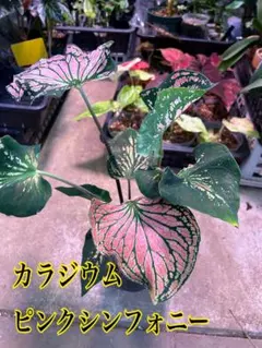 Caladium Pink symphony ピンクシンフォニー 調子よし！