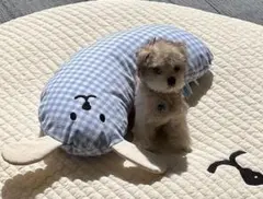 Item thumbnail for item dd4fafee-d117-4bea-865c-117d7256f960