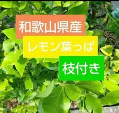 잎이 달린 와카야마현산 레몬 45장↑