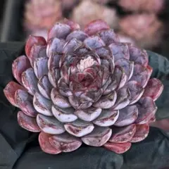 Yakukatata様 リクエスト 4点 まとめ商品