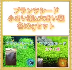 種から育てる水草　小さい葉と大きい葉　各10gセットのサムネイル