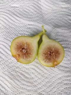 2025年最新】イチジク穂木の人気アイテム - メルカリ