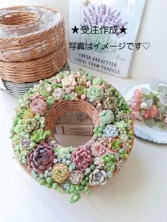 セメントパン鉢*そのまま飾れる多肉植物の寄せ植え - メルカリ