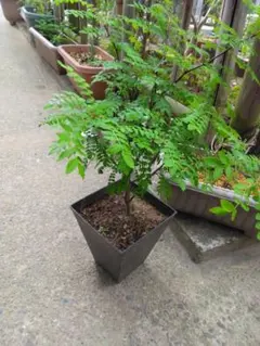 滋賀県高島産】半開花、花山椒 50g｜鮮度◎※摘みたてを色出しし真空