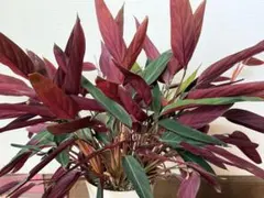 クテナンテ　クメリアーナ　ウラベニショウ　観葉植赤と緑　裏紅蕉　新芽あり　2株