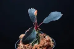 Bucephalandra Dark Africa narrow 水上葉② - メルカリ