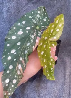 Begonia Maculataベゴニア マクラータ 斑入 メルカリ便 - メルカリ